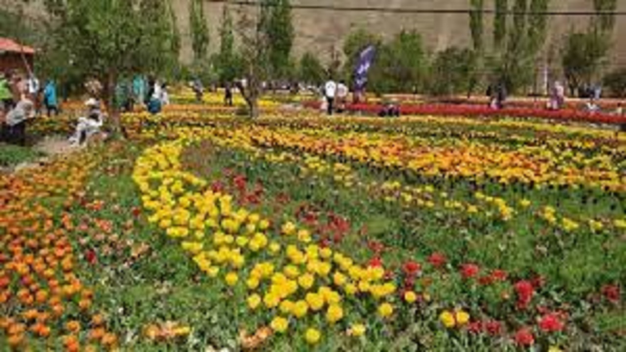 جشنواره لاله‌های رنگارنگ در آسارای کرج آغاز شد