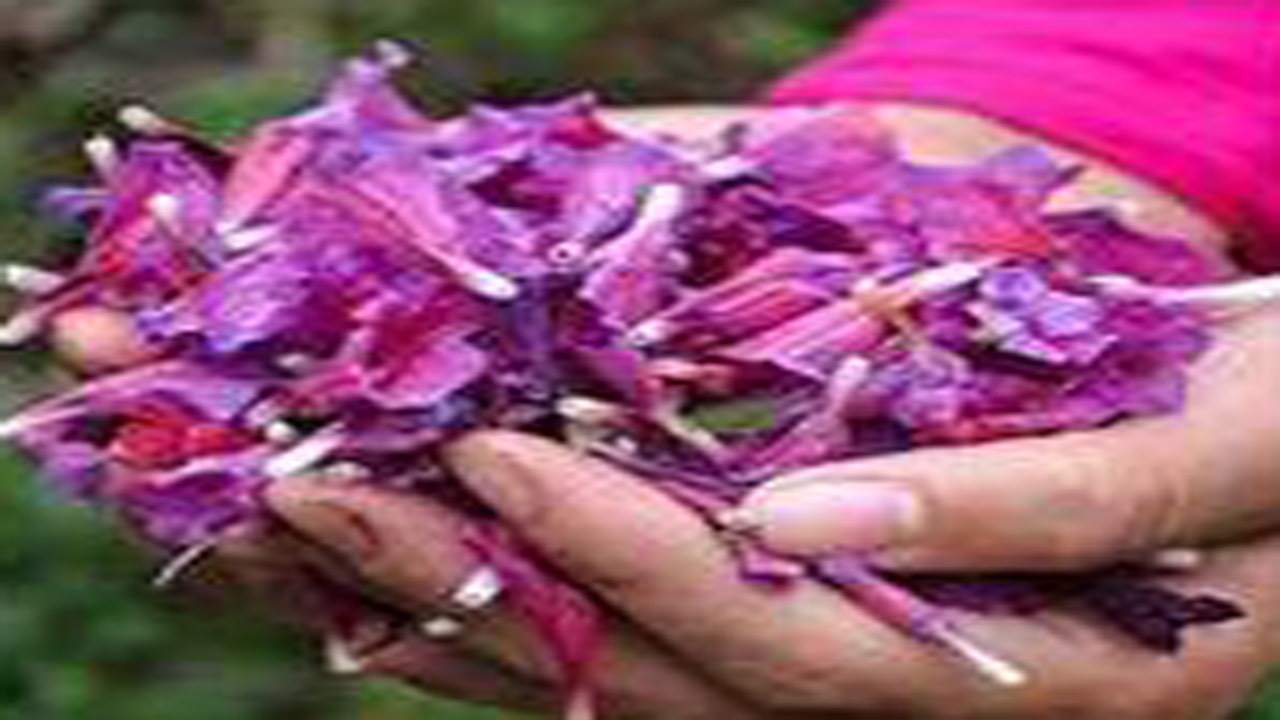 برداشت گیاهی آرام بخش در نکا