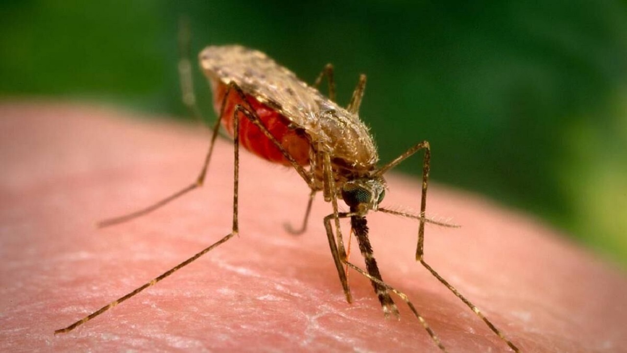 شایع‌ترین راه انتقال مالاریا گزش پشه آلوده است
