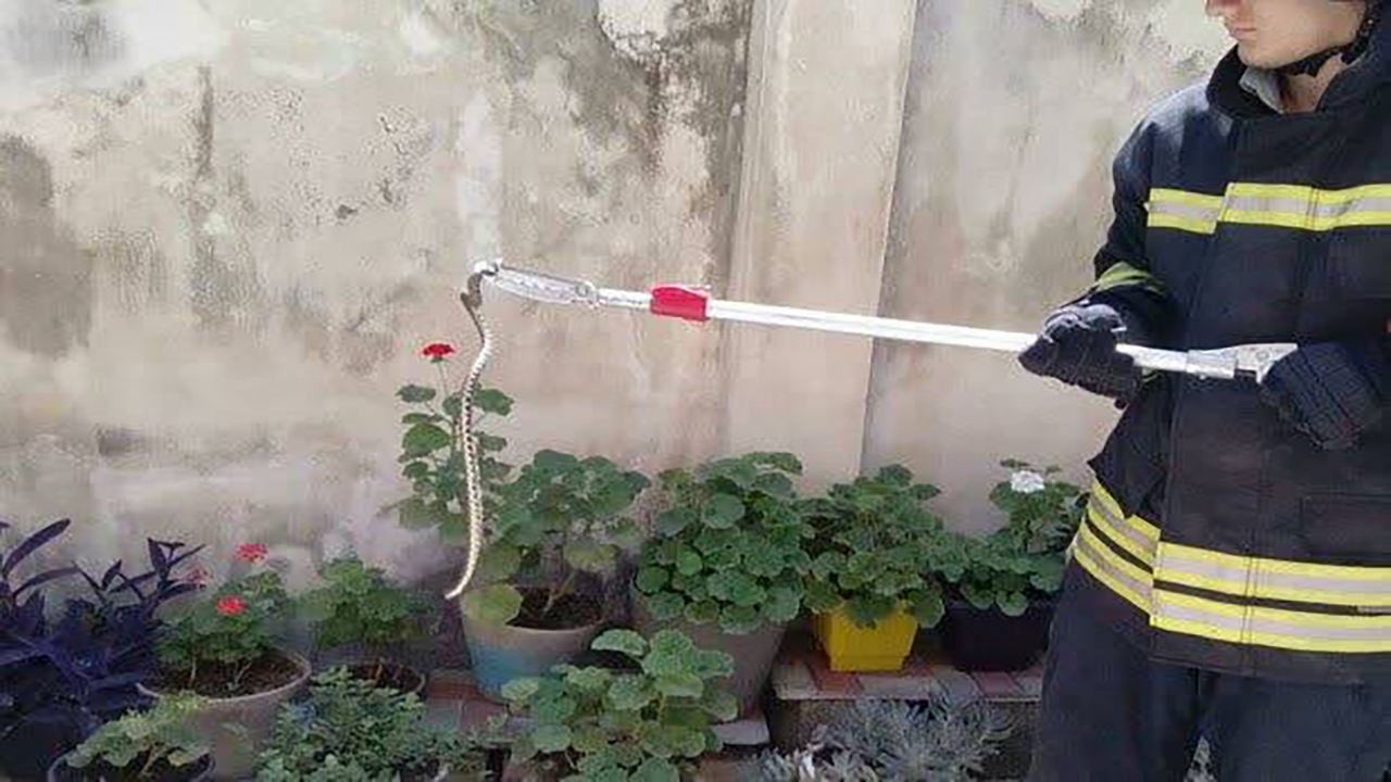 ۱۷ مار در تور آتش نشانان زرندی