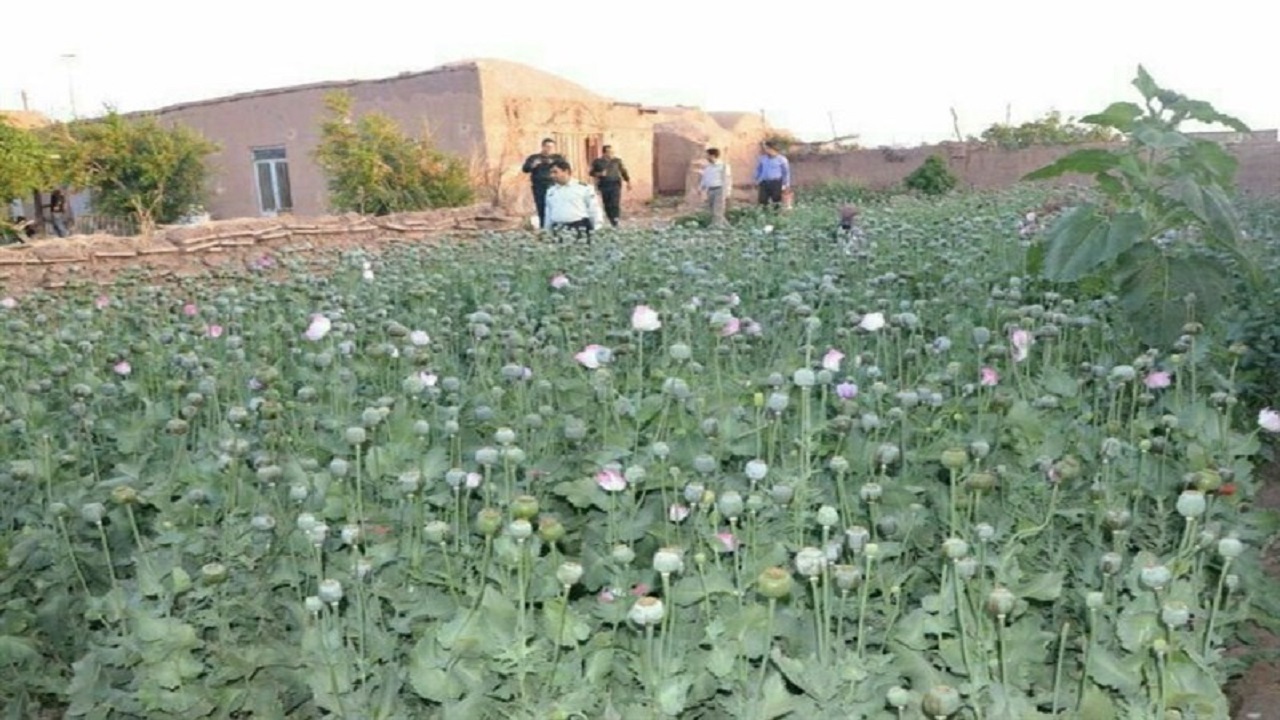 ۸۵ مزرعه کشت خشخاش در فنوج معدوم شد