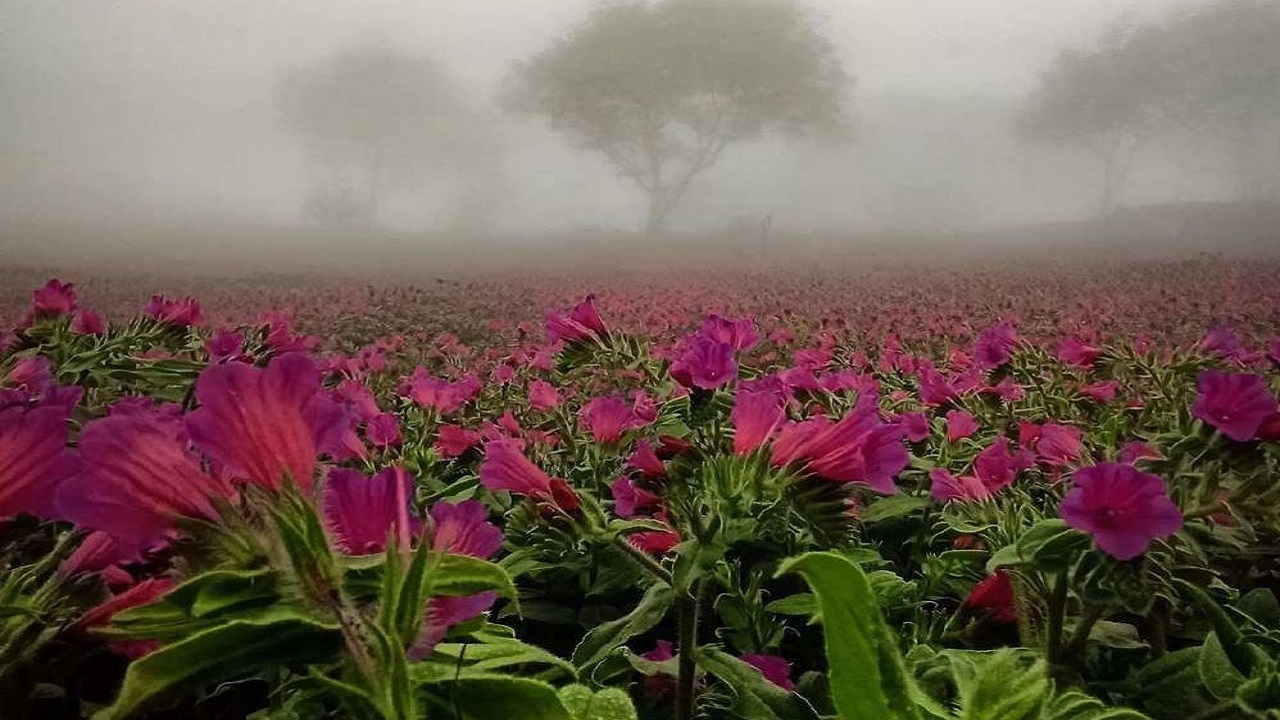 برداشت گل گاوزبان در هوای مه آلود اشکورات گیلان+تصاویر