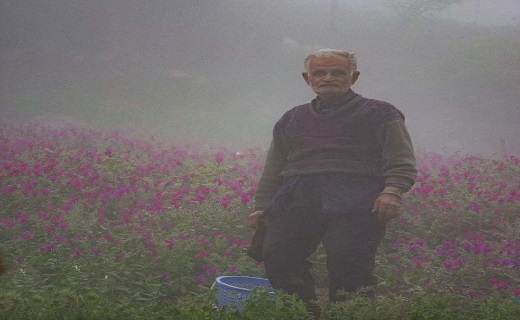برداشت گل گاوزبان در هوای مه آلود اشکورات گیلان ، روستای آغوزبن کندسر+تصاویر