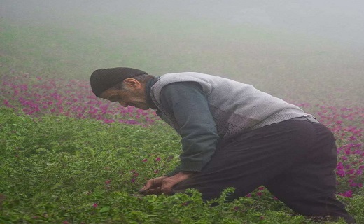 برداشت گل گاوزبان در هوای مه آلود اشکورات گیلان ، روستای آغوزبن کندسر+تصاویر