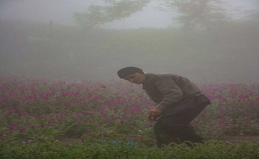 برداشت گل گاوزبان در هوای مه آلود اشکورات گیلان ، روستای آغوزبن کندسر+تصاویر
