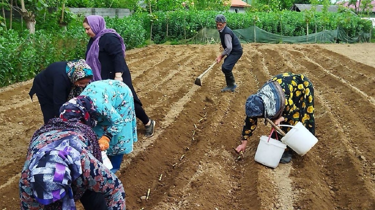آغاز کشت نیشکر در صومعه سرا
