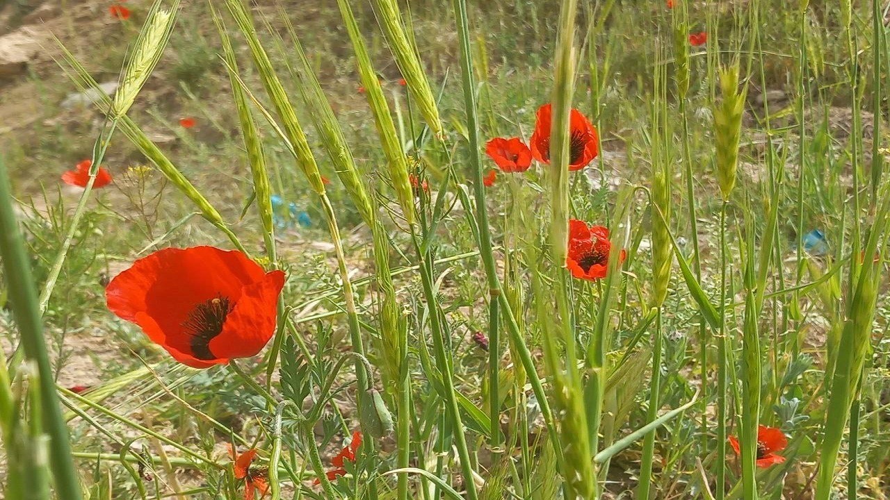 نمایی از دشت‌ شقایق وحشی در سمیرم + تصاویر