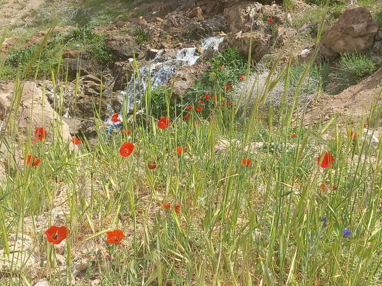 دشت گل