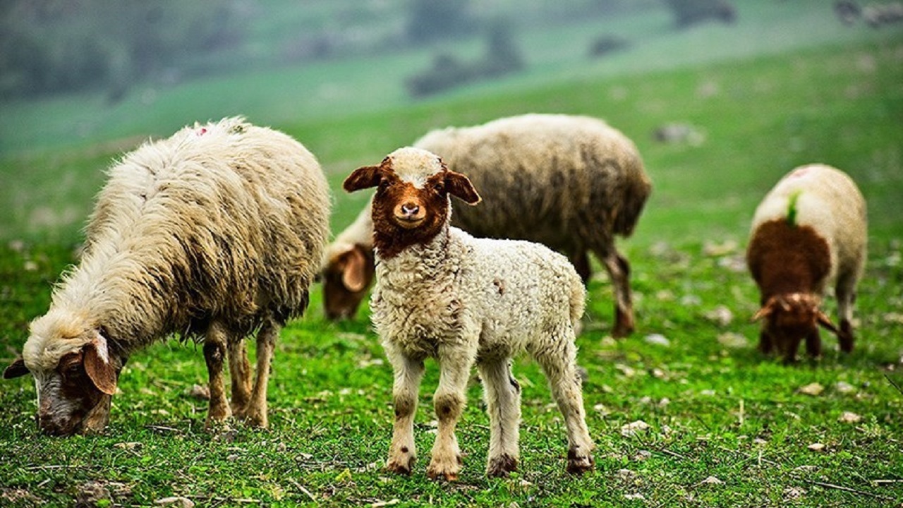 چرای گوسفندان در دل طبیعت دیواندره + فیلم