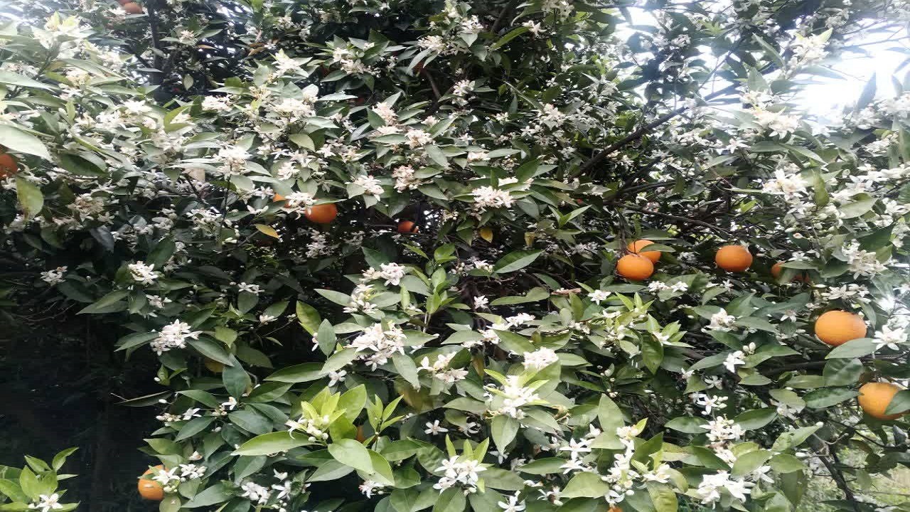 نمایی از شکوفه‌های بهاری درختان پرتقال در روستای گلین رامسر + تصاویر