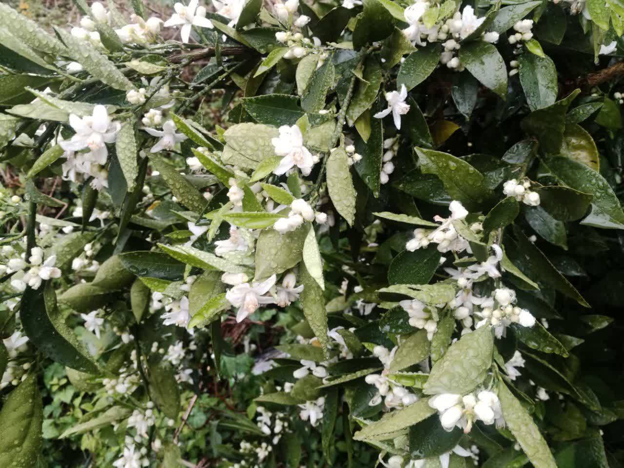شکوفه درختان