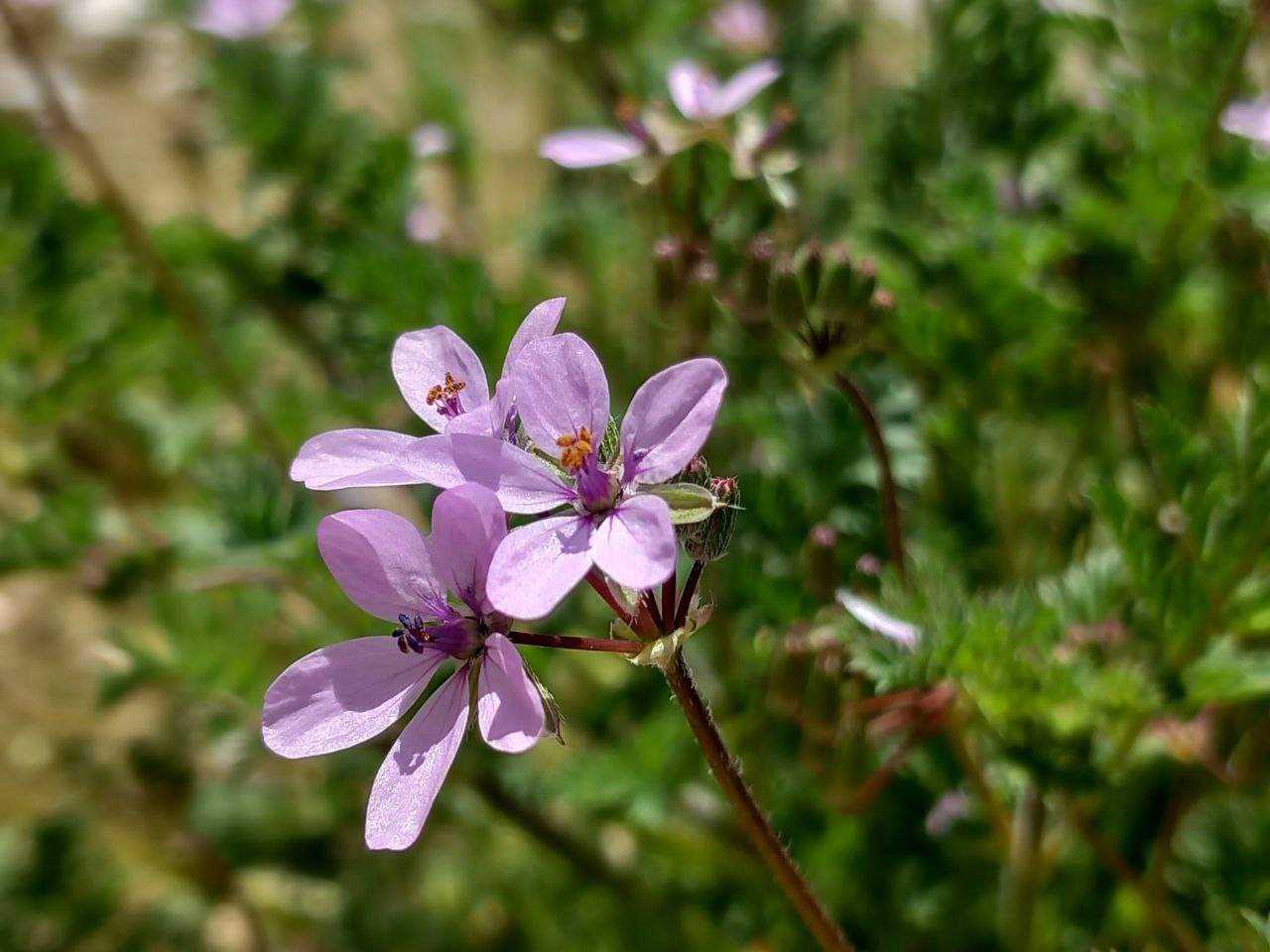 گل بهاری
