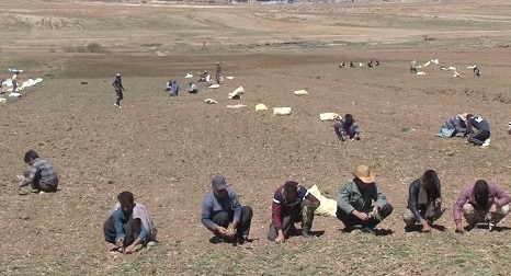 کشت پیاز تا اواخر اردیبهشت در فریدونشهر