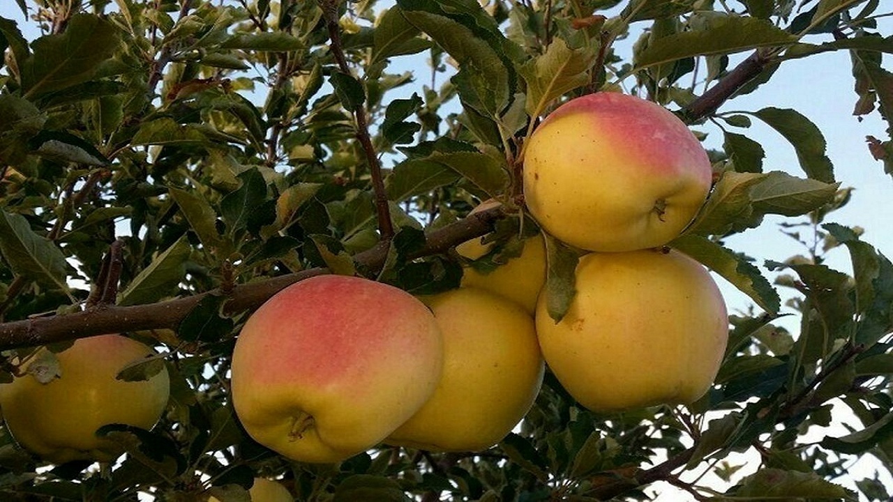 آسیب سرما به باغات شهرستان بافت