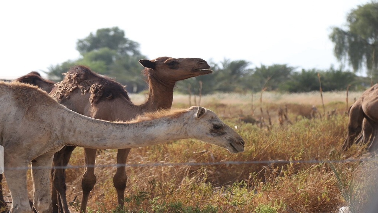در طرح هاب شتر گونه‌های مقاوم به خشکی کشت می‌شوند