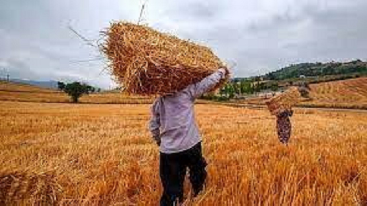 پرداخت نخستین بخش مطالبات کشاورزان گندمکار خوزستانی همزمان با سفر رییس جمهور به استان