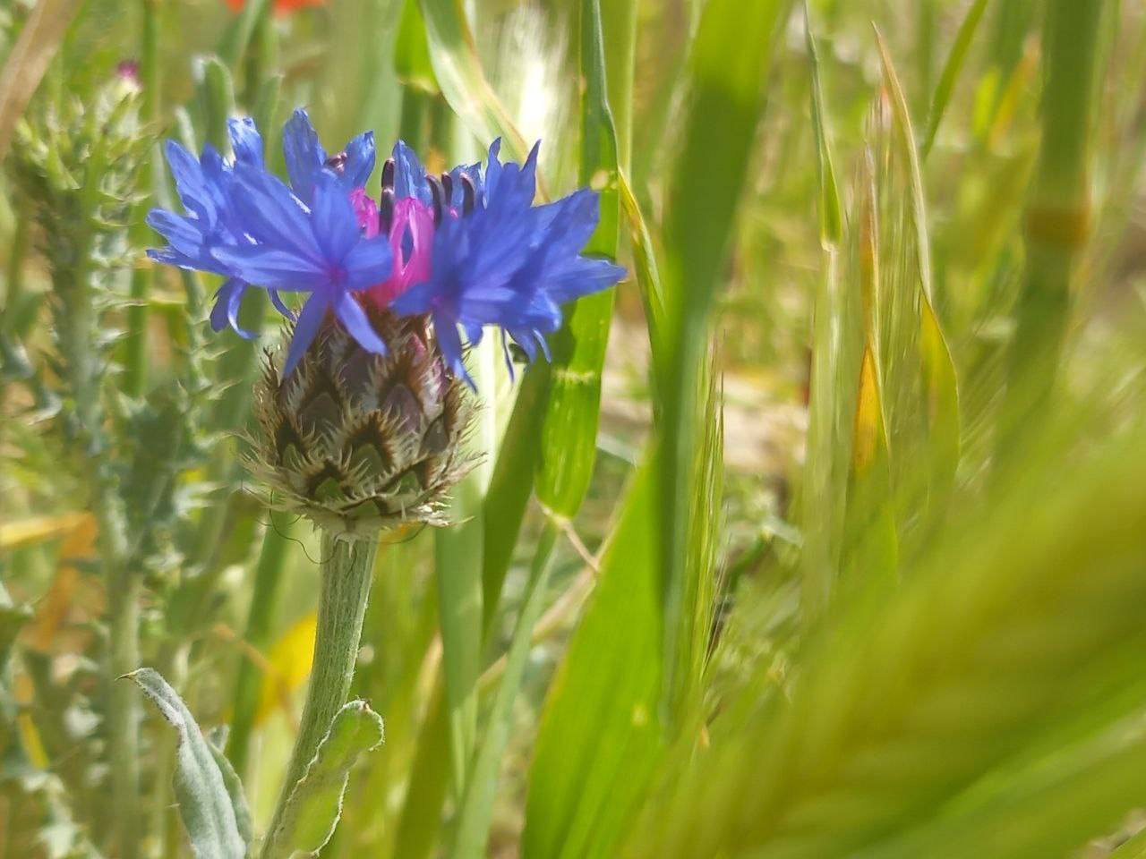 گل بهاری گل بهاری