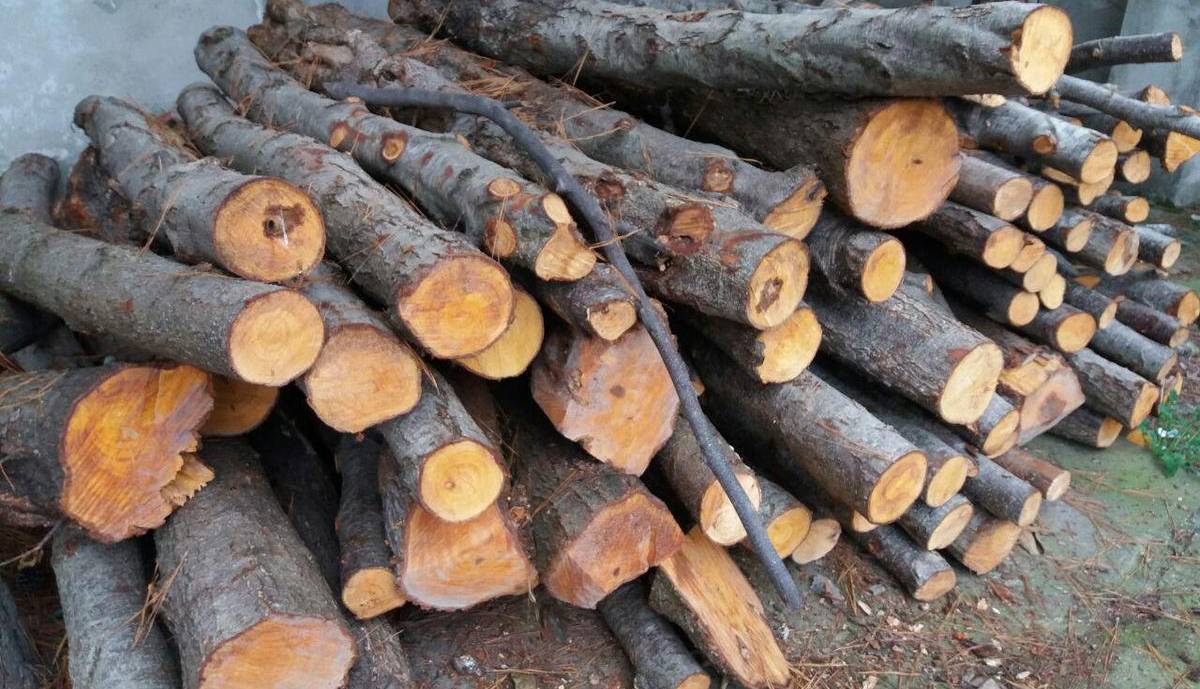 کشف ۱۴ تن چوب قاچاق در نظرآباد
