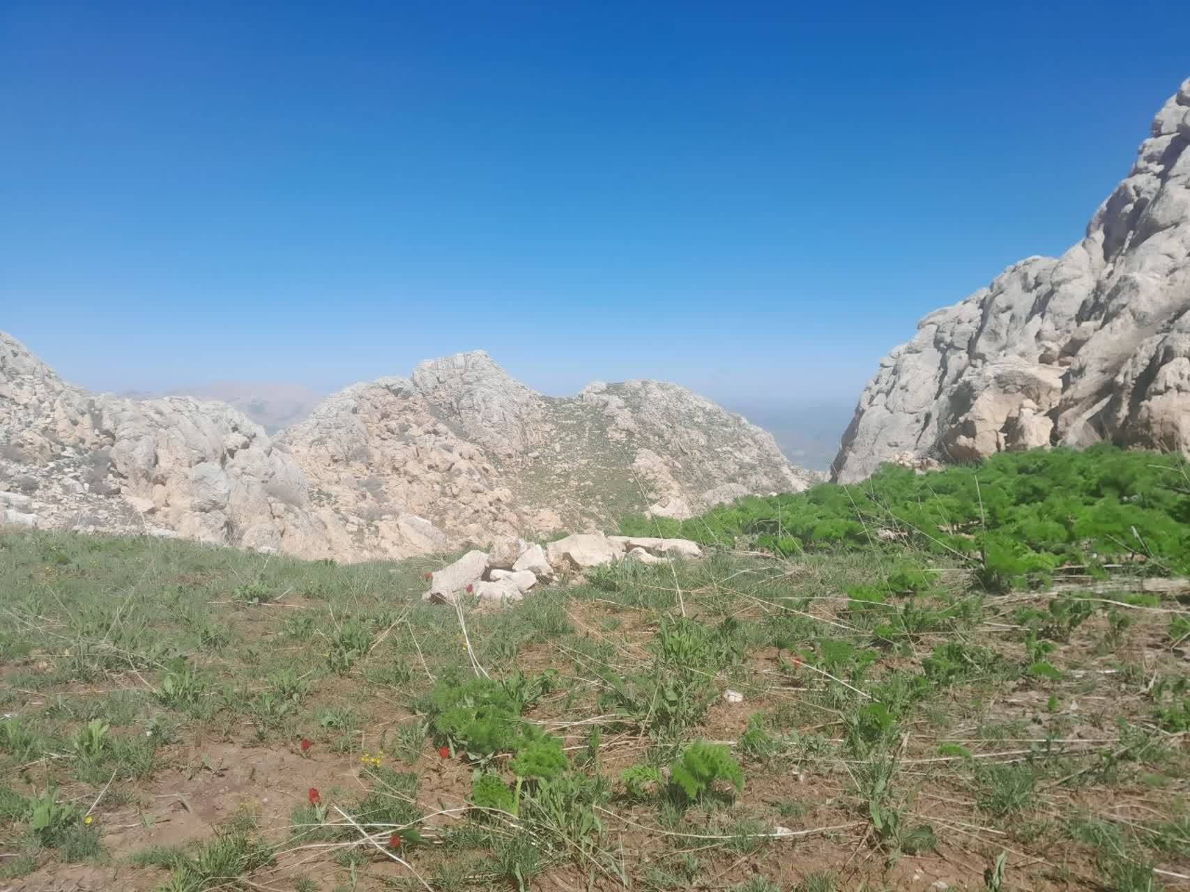 طبیعت سرسبز طبیعت سرسبز