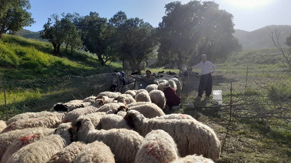 طبیعت روستای چوار