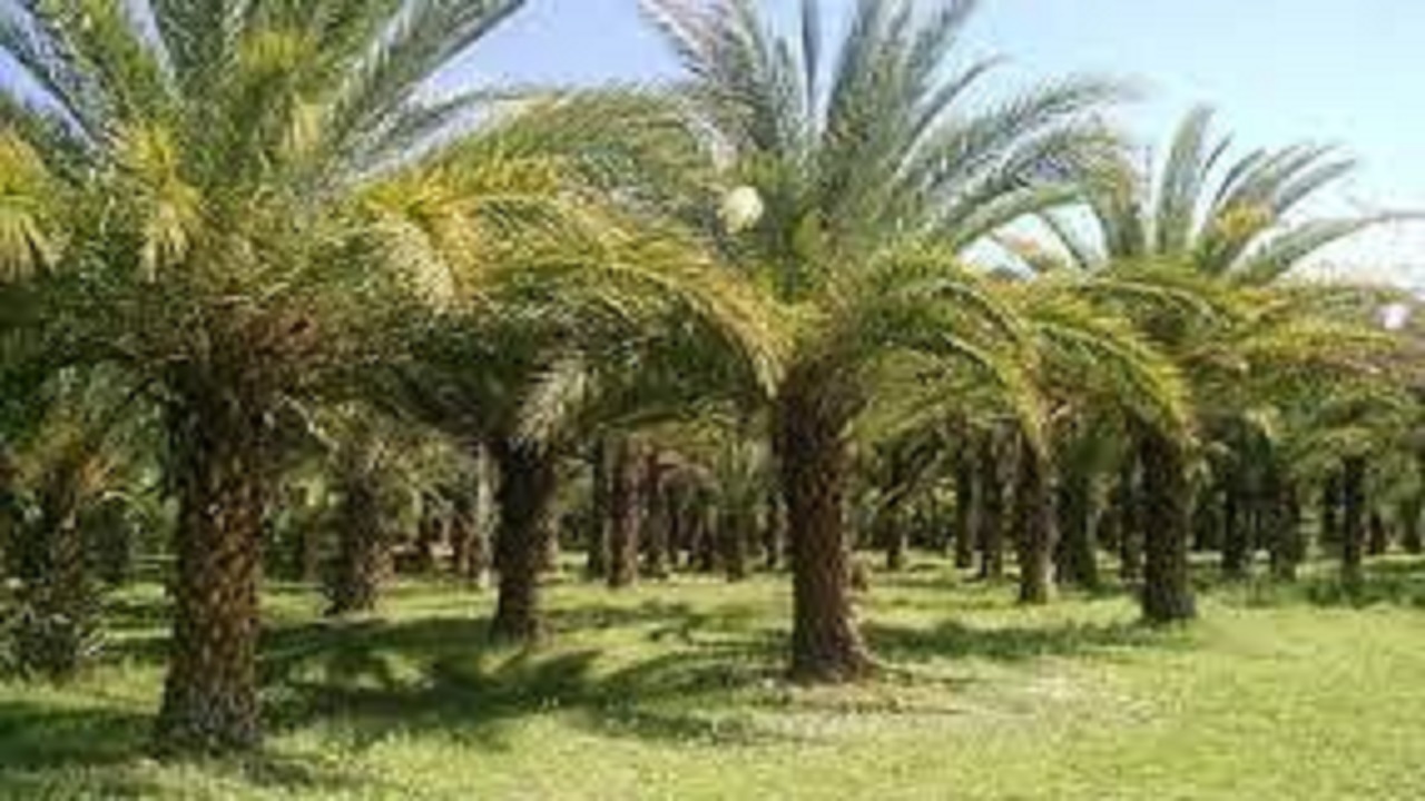 کاشت نهال خرما در روستاهای شهرستان نیمروز