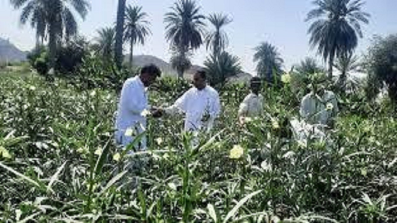 برداشت بامیه بهاره از ۳۵۰ هکتاراراضی دشتیاری