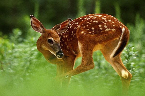 طرح احیای آهوی مغان جزو سه طرح برتر احیای حیات وحش در کشور