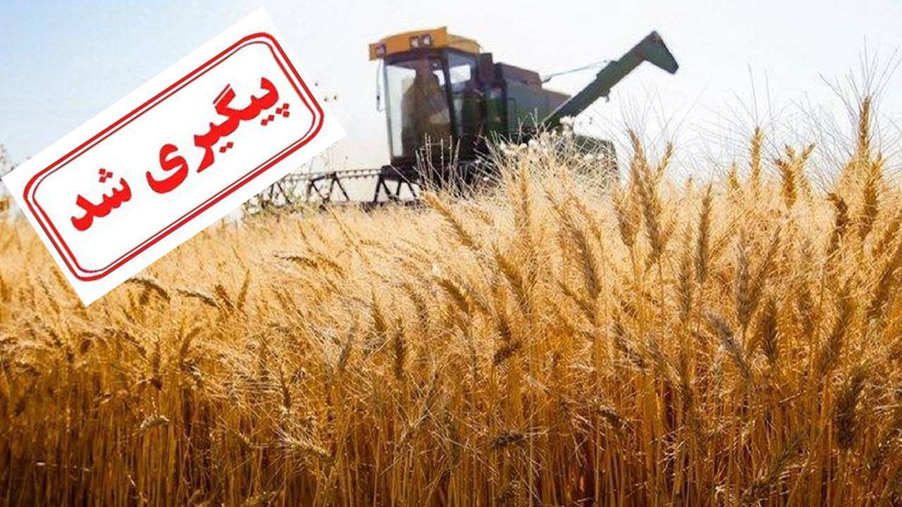 خرید با قیمت مناسب راه حل مشکل گندمکاران