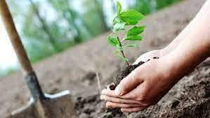کاشت نهال های جنگلی با نخستین بارش پاییزی انجام می شود