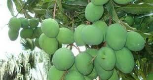 درخت میوه درخت میوه
