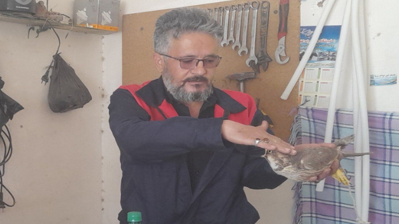 نجات یک بهله پرنده شاهین ارزشمند در مشهد