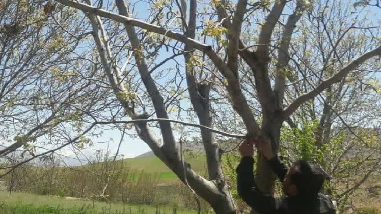 نصب تله‌های فرمونی در باغات و مزارع شهرستان اردل