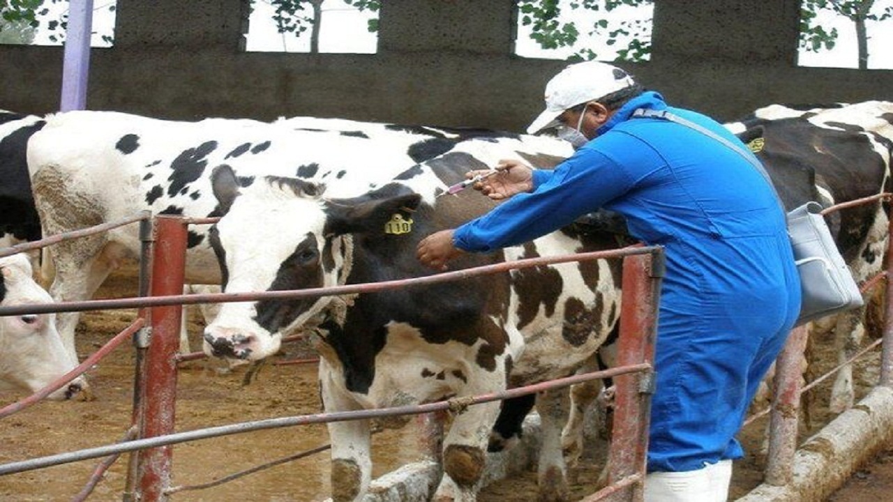 ایجاد قطب دامپروری در مهدی‌شهر پیگیری جدی شود