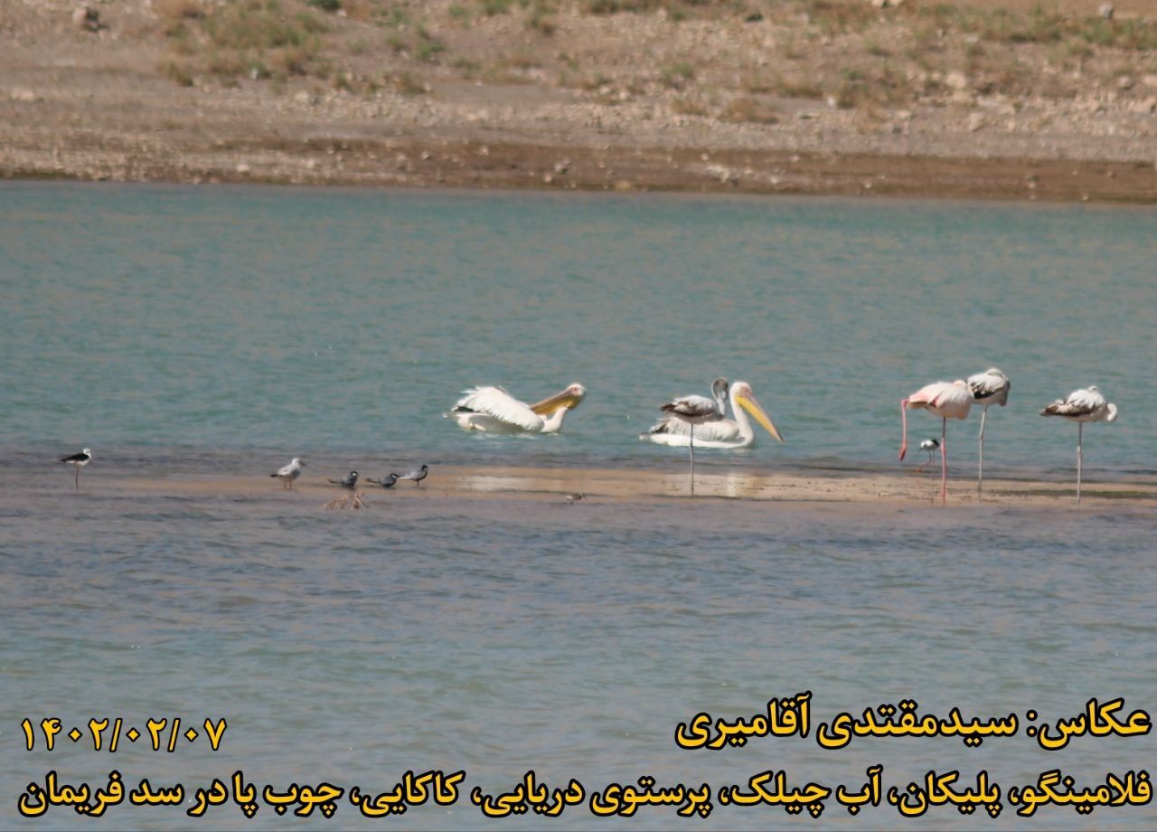 هوای پرندگان آبزی مهاجر را داشته باشیم