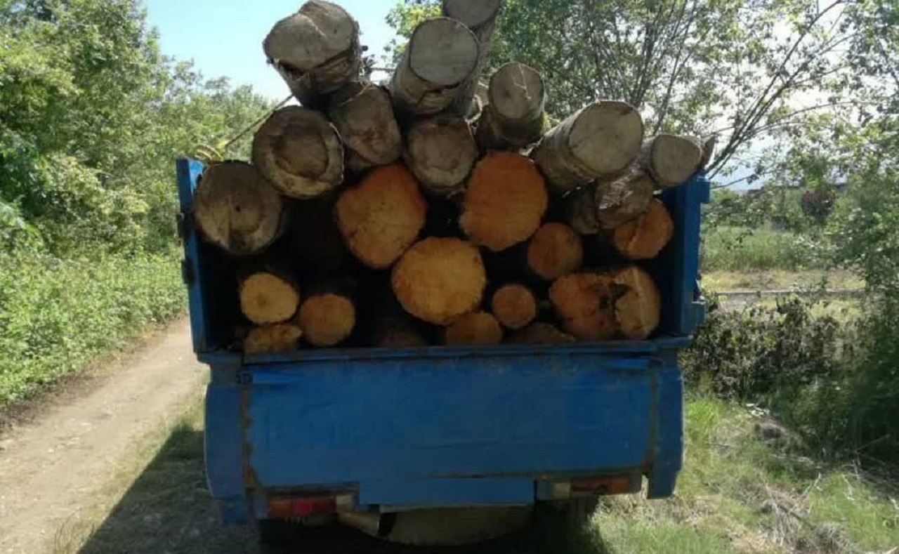 کشف ۲ تن چوب بلوط قاچاق در نجف آباد