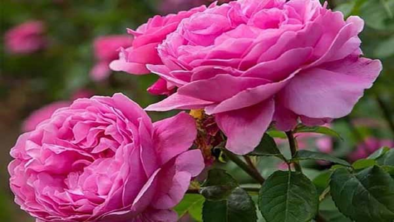 آغاز برداشت گل‌محمدی از مزارع ملایر
