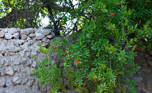 کوچه باغ&zwnj;های قصر دشت شیراز