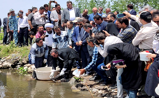 رهاسازی بچه ماهیان استخوانی در چمخاله لنگرود