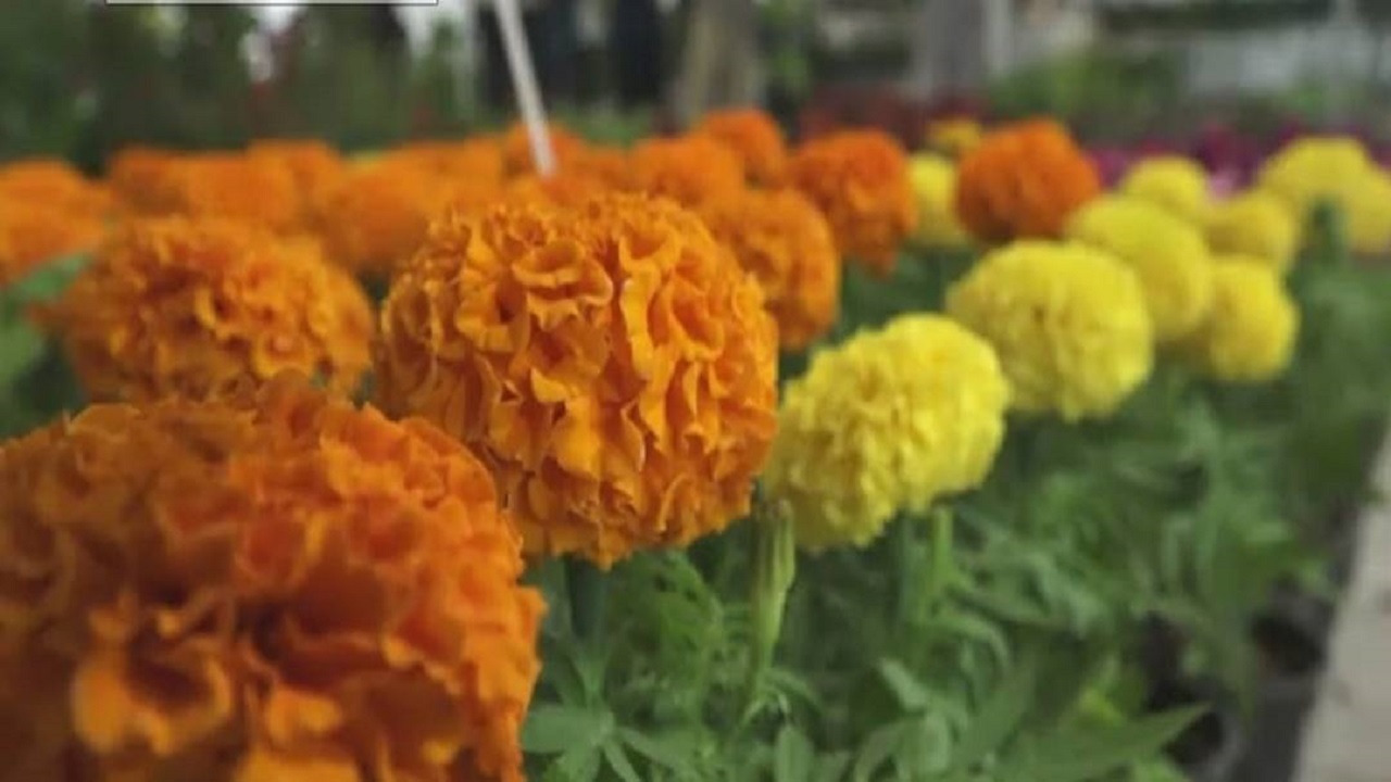 برپایی ششمین نمایشگاه گل و گیاهان زینتی در سنندج