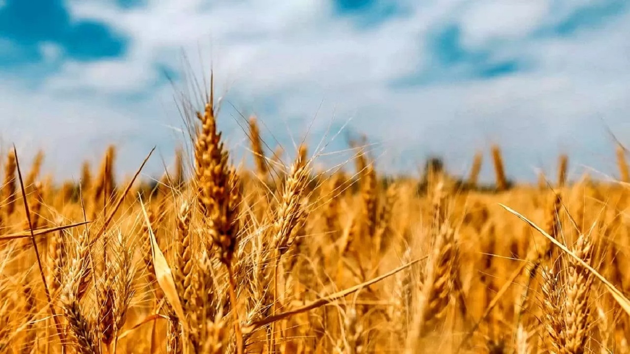 آغاز عملیات خرید تضمینی گندم در گلستان