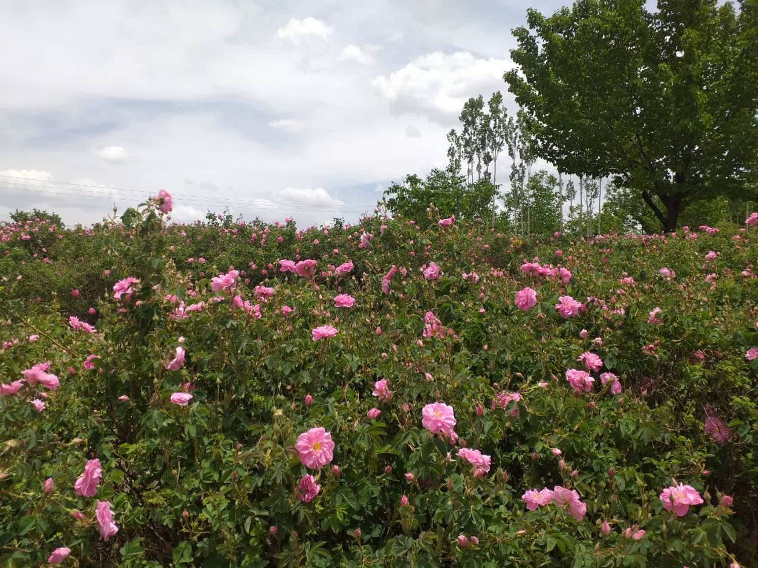 برداشت گل محمدی در بردسیر
