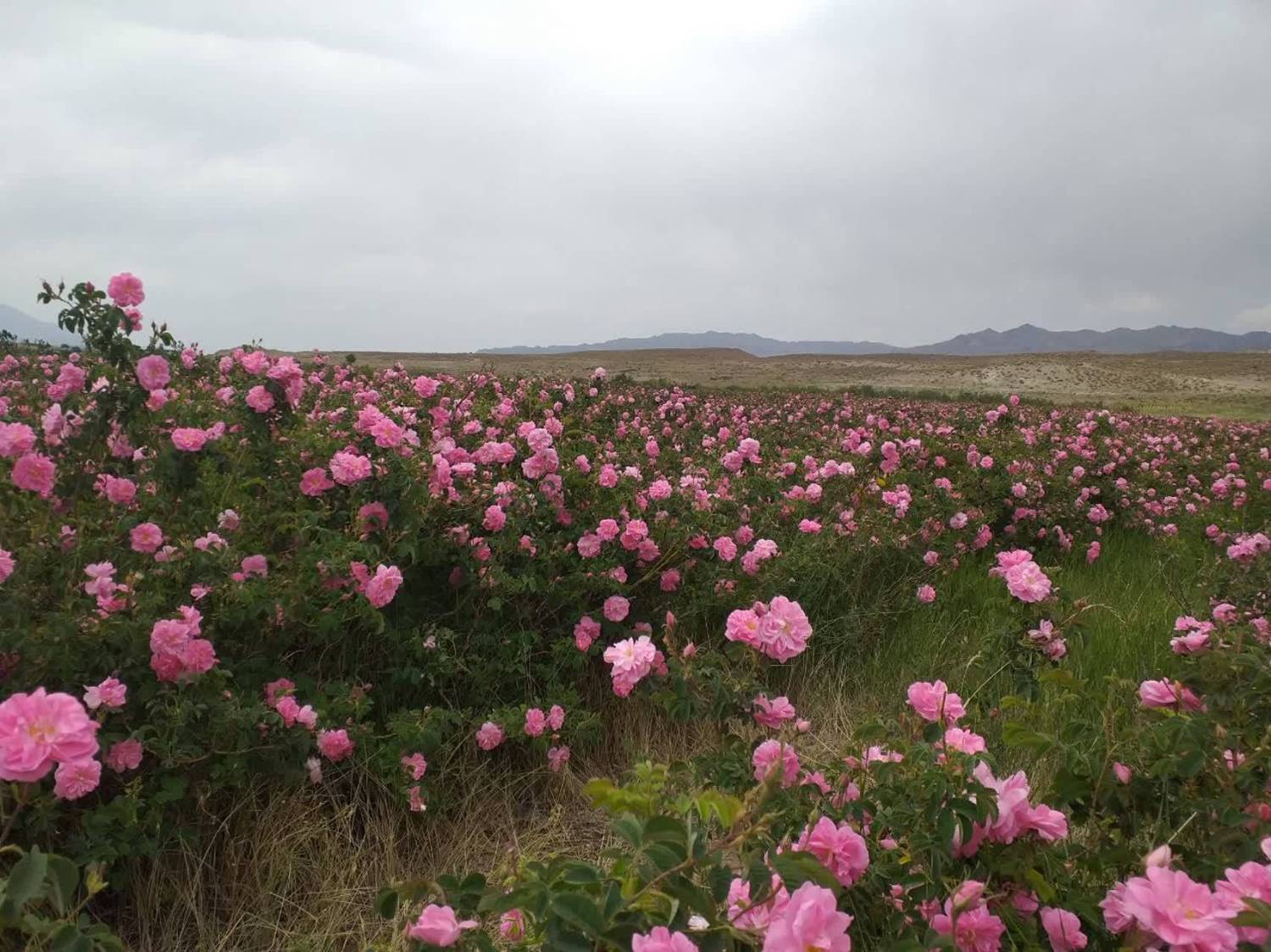 برداشت گل محمدی در بردسیر