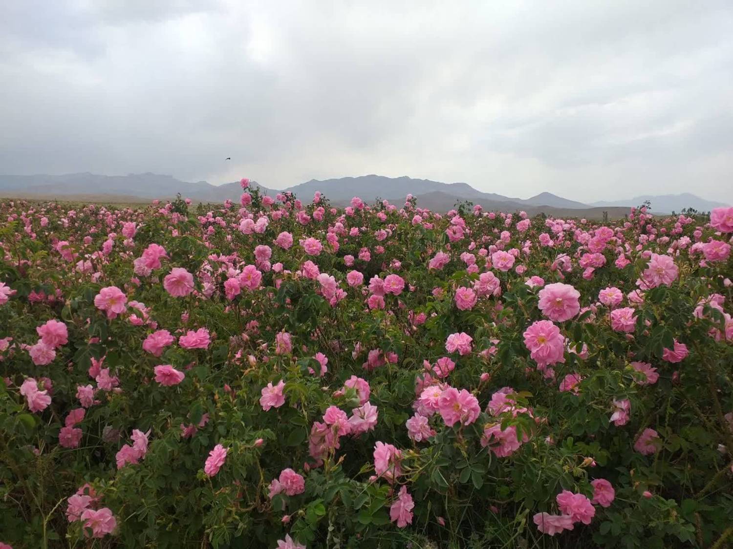 دشت گل محمدی در بردسیر
