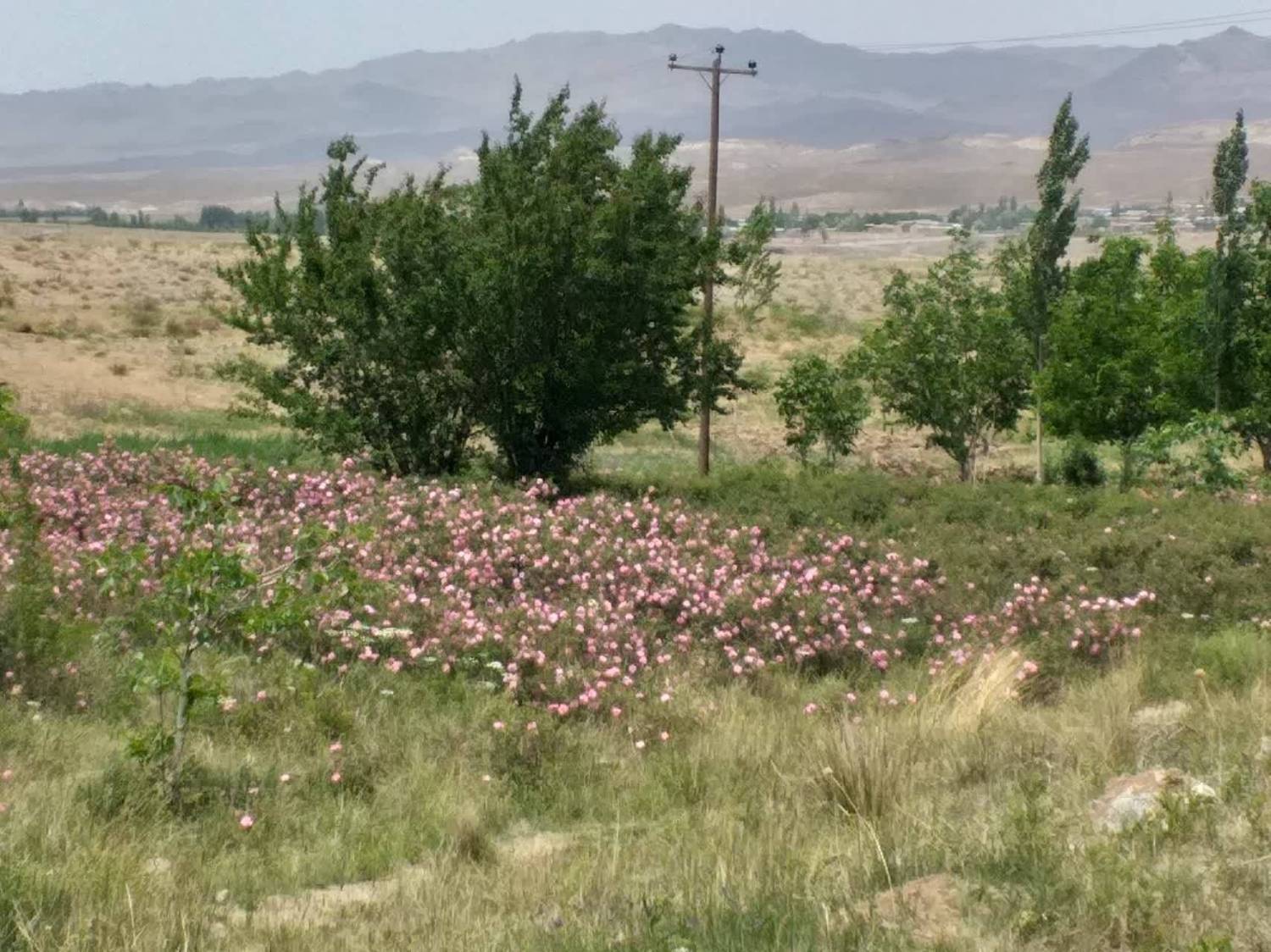 برداشت گل محمدی در بردسیر