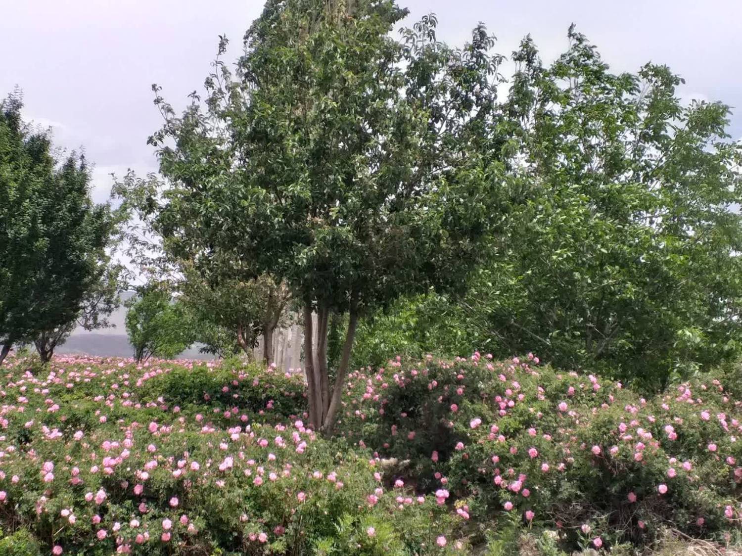 برداشت گل محمدی