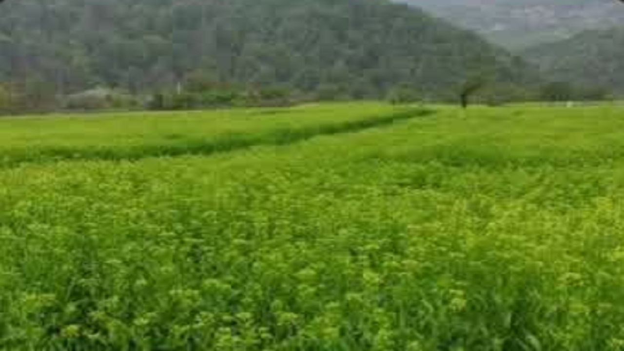 برداشت کاملینا در سوادکوه