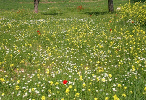 دشت گل های بابونه و شقایق در لرستان