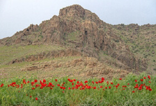 دشت گل های بابونه و شقایق در لرستان