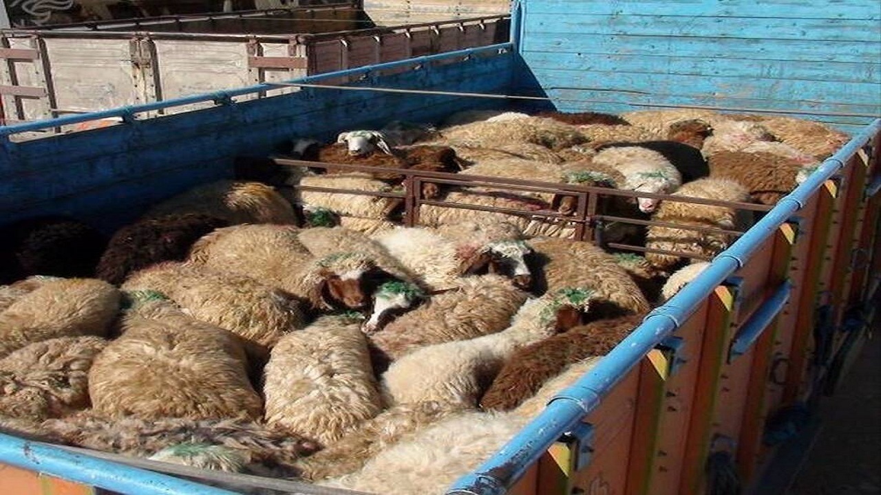 جریمه میلیاردی برای دلال دام در شهرستان البرز