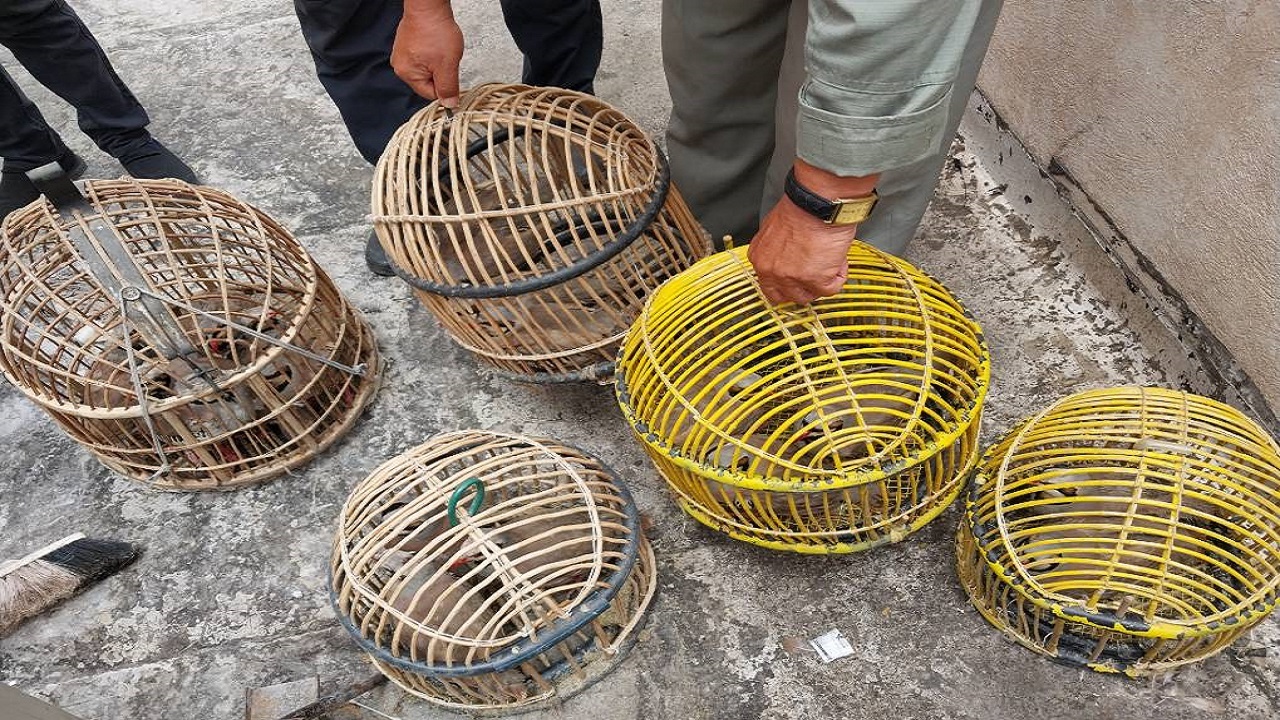 کشف و ضبط محموله کبک وحشی از شکارچیان غیر مجاز در بهارستان